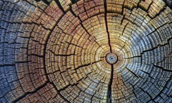 A close-up of a tree stump with a circular node in the center.